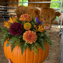 Blooms & Bovines: Fall Edition