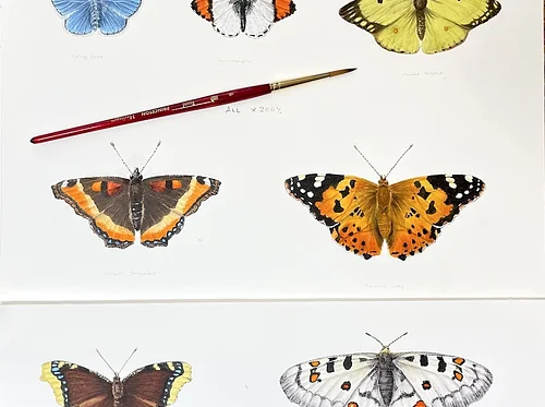 Drawing Butterflies: An Introduction to Watercolor Illustration with Rich Adams