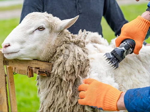 Spring Farm Day 2026