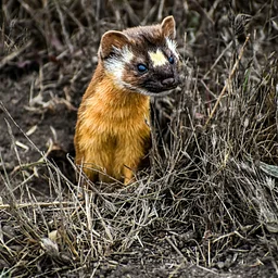 Member Brown Bag: Dances with Weasels