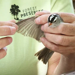 Bird Banding