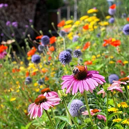 Perennial Combinations presented by John Fromer