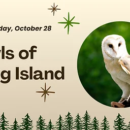 Owls of Long Island