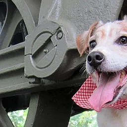 Paws in the Park Day