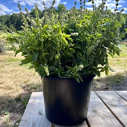 Volunteer Shift: On the Farm