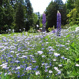 MILL at Van Vleck – Wildflower Meadow Exploration