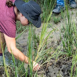 Between the Tides: Salt Marsh Plant Ecology