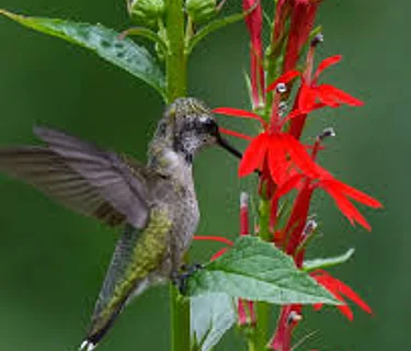 Native Plant Backyard Garden Tour