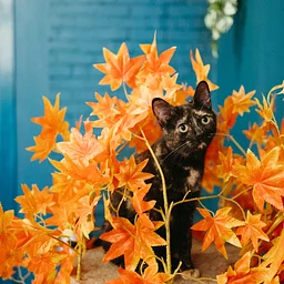 Happy Hour – Drink Specials & Catnip!