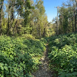Stewardship Days – Hays Woods Park