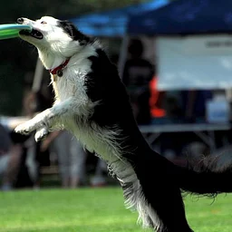 Great American Dog Show