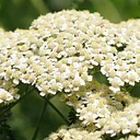 Twenty Native Plants for Food, Medicine, and More
