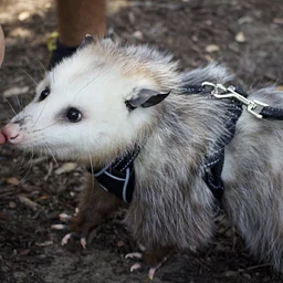 Tails & Tales : Stories in the Park
