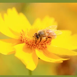 Beekeeping Club