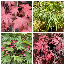 Maple Tree Sale