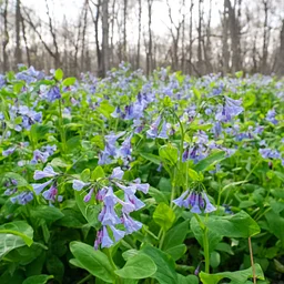 O’Hara Woods Nature Preserve Workday