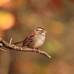 Beginning Birding