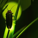 Nature at Night: Fireflies!