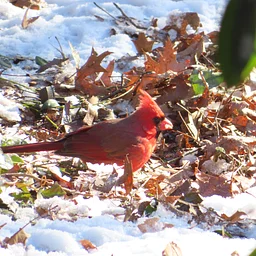 Tales on the Trails – Cardinals in the Winter