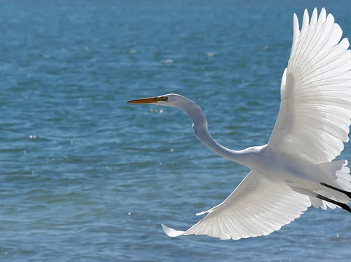 Buy the Artworks of ‘Rise’ Online