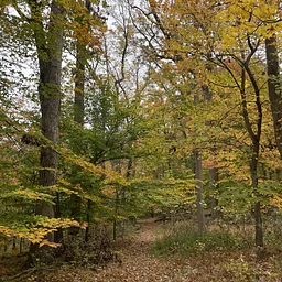 Wednesday Walk: Forest Layers
