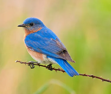 Bluebirds & Beyond: Protecting a Native Treasure