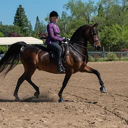 Nor Cal Oktoberfest Walking Horse Show