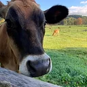 Billings Farm & Museum logo