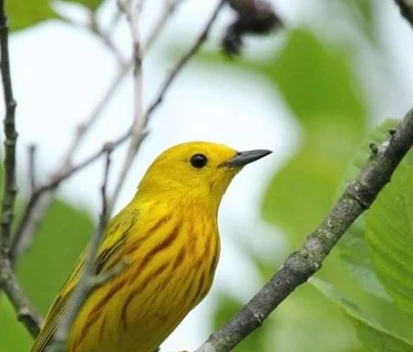 Bird ID Walk with Larry Federman