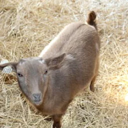 Animal Interactions (Baby Goats)