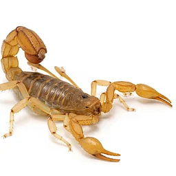 Creepy Critters