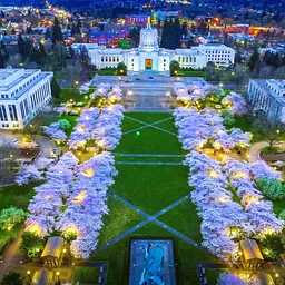 Yozakura – Nighttime Viewing of the Cherry Blossoms