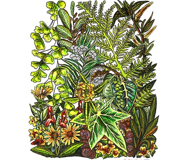 Botanical Art Class with Konstanze Rausch