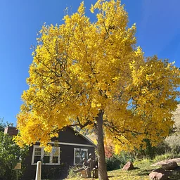 Official Arboretum Tour