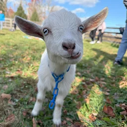Activities: Goat Cuddles, Horse-Drawn Wagon Rides & Trackless Train