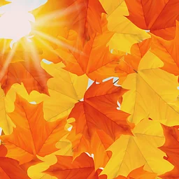Thanksgiving Day Yoga (Benefiting Safe Passage)