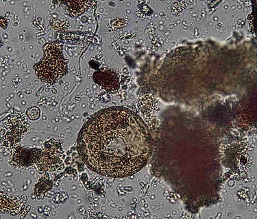 Soil Microscopy Training
