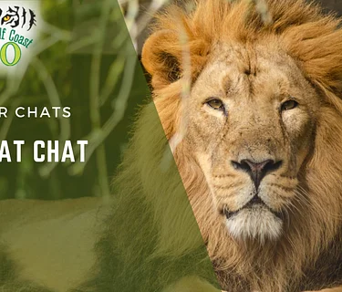 Big Cat Chat
