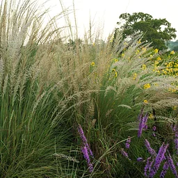 Drought Tolerant Gardening