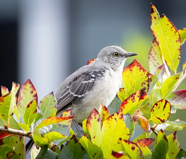 Brunch, Birds and Better Design with Jeffrey Train