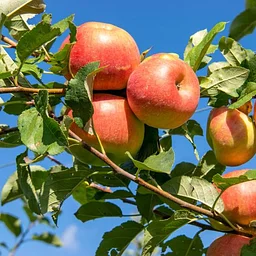 How to Make an Apple Pie & See the Farm