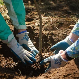 Volunteer Tree Planting