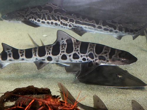 Shark & Ray Presentation