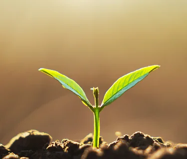 Gardening with Kids: The Power of the Sun