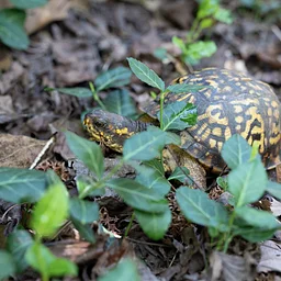 Project ReWild
