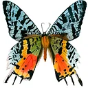 SUNSET MOTH PRESERVATION with GOTHAM TAXIDERMY