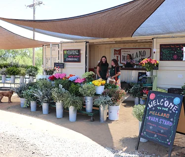 Farm Stand Open |10:30am – 5:00pm| Thursday — Friday