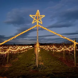 Lighting of the Vineyard