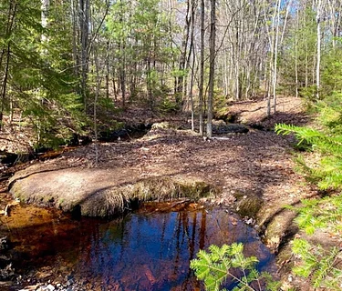 Autumn Magic in the Maine Woods