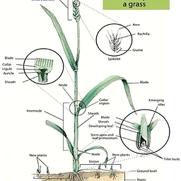 Grass ID workshop – Billings